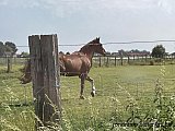 Zandlemig Vlaanderen